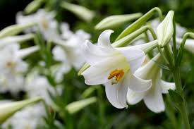 Image result for Liliaceae
