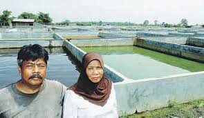 Anak ikan keli pets mudah my my inkuiri com. Penduduk Di Lembah Klang Memerlukan 15 Tan Ikan Keli Sehari