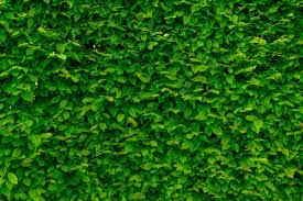 1000 amazing greenery photos pexels free stock photos 1000 amazing greenery photos pexels