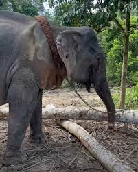 elephant longs for freedom and kindness