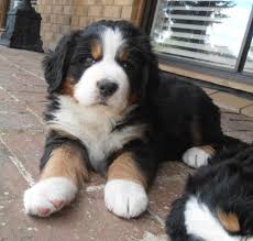 Where can one find maltipoo puppies for sale? Swoon Is Southern Australia Too Far To Ship A Puppy From Bernese Mountain Puppy Bernese Mountain Dog Dog Friends