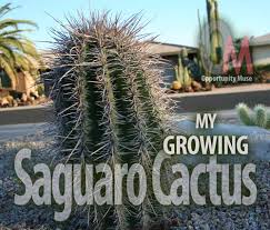 My Slow Growing Saguaro Cactus Is An Icon Of The Southwest