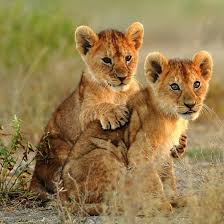 Give A Caption To This Picture In A Few Words Follow Lions Nevada For More Lion S Pictures Lion Pictures Cute Animals Animals Wild