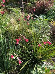 Image result for Dierama formosum × plowesii