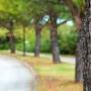 ❤ get the best cool tree backgrounds on wallpaperset. Https Encrypted Tbn0 Gstatic Com Images Q Tbn And9gct7hpe2iw1ryrpd9sli8fvnyjwdglckmzw7gt Ylkevpclsp7pg Usqp Cau