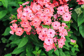 Image result for Phlox paniculata `Sweet Summer`