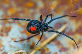 At half past ten, the robbers found. Follow These Tips To Ward Off Deadly Black Widow Spiders Lifestyle Standard Net