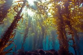 Bagai mana cara penjemuran yang baik dan benar? Apakah Kelp Sama Dengan Rumput Laut