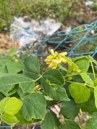 Image result for Rhynchosia viscosa