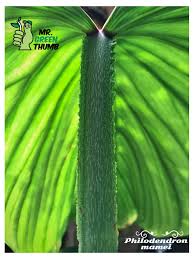 Philodendron Mamei In 2020 Philodendron Rare Plants House Plants