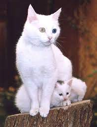 Multi Colored Cat Eyes Happy Friday From Hepcatsmarketing Com Cute Cats Beautiful Cats Cats
