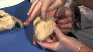 Detailed Sheep Heart Dissection Part I Jr High High School And College Review Youtube