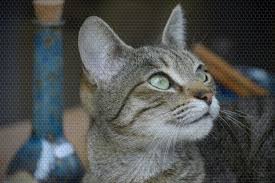 How Much Does It Cost To Adopt A Cat In 2020 Crazy Cats Crazy Cat Pictures Cat Adoption