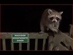 Once i was sitting on my porch at around 4pm and i noticed that there was a raccoon stalking one of my rir hens. Eighteen Raccoons On Deck Tonight Youtube