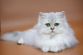British Shorthair Kittens Silvertales Cattery British Shorthair Cattery British Shorthair Kittens