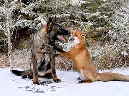 Watch the fox and the hound 2 movie online with high quality. The Daily Treat Sniffer And Tinni Are A Real Life The Fox And The Hound People Com