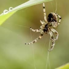 I know it may be hard to convince you, but let me try: Why Are There So Many Spiders Outside My Home Schendel Blog
