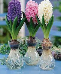 Hydroponics Grow Plants In Water Flower Bulbs Indoors Container Water Gardens Spring Flowering Bulbs