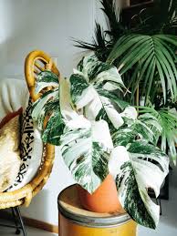 Image result for Monstera
