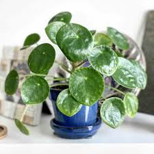 You can try these sensational ideas to become one of the best indoor planters. 10 Unique Plant Decorating Ideas For Your Home My Tasteful Space