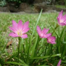 These spring flowers once became fashionable in germany with king friedrich wilhelm iii personally growing the hyacinth flowers in his palace. Flowers That Begin With Z A To Z Flowers