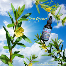 Image result for Heimia salicifolia