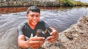 Kijing adalah salahsatu spesies kerang air tawar yg sudah langka keberadaan nya. Download Kijing Mp3 Mp4 Metrolagu