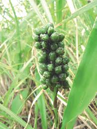Image result for Chlorophytum macrosporum