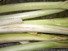 Image result for phytomyza gymnostoma