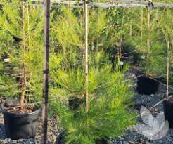 Image result for Casuarina littoralis