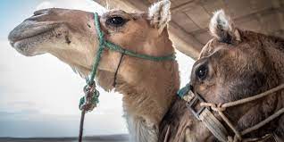 Get the stats on how long it typically takes to get pregnant. Learn More About Camels
