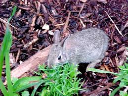 Most of the animals that are carnivore are dangerous for rabbits. Rabbits