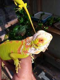 This Is A Partial Albino Iguana Iguana Pet Albino Animals Iguana