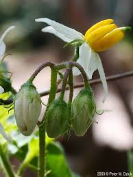 Image result for Solanum tettense