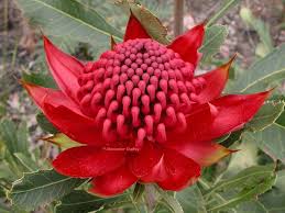 Waratah Jpg Avon Dam Nsw Australia The Waratah Telopea Speciosisimma Is One Of The Most Spectacu Australian Flowers Waratah Flower Australian Native Flowers