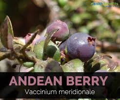 Vaccinium meridionale swartz (mortiño or colombian blueberry) is one of the vaccinium species floral and reproductive biology of vaccinium meridionale (ericaceae) in the eastern andes of. Andean Berry Facts And Health Benefits