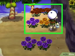 How To Get Blue Roses And Purple Pansies In Animal Crossing New Leaf