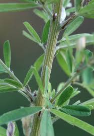 Image result for Conyza limosa