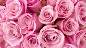 We did not find results for: á… Le Piu Belle Immagini Di Fiori Per Whatsapp