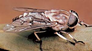 Image result for Diptera