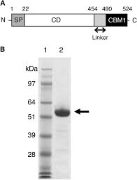 Gh30 7 Endoxylanase C From The Filamentous Fungus