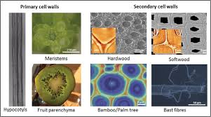 Under the microscope, animal cells appear different based on the type of the cell. Common Plant Materials In Mechanical Analysis Visualized By Light Download Scientific Diagram