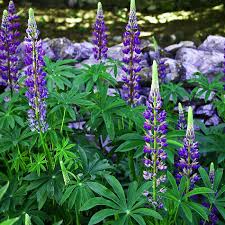 Image result for Lupinus