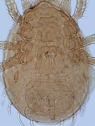 Image result for Neorautanenia ficifolia