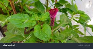 Image result for Celosia trigyna