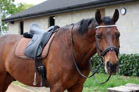 Myth Busters Do Horses Actually Like Being Ridden
