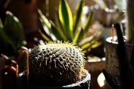 Oc cactus & succulent show 2019. 8 Independent Plant Stores In Denver Colorado The Know