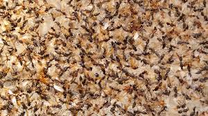 Our calls for service usually start it doesn't matter if you're in the foothills or in the heart of tucson. Tucson Pest Control Since 1974 University Termite Pest Control