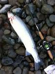 Steelhead fishing rods reels