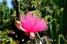 Image result for Pseudobombax